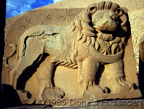 West Terrace lion horoscope